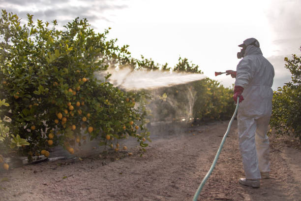 Best Wasp Removal Services  in Moore Haven, FL