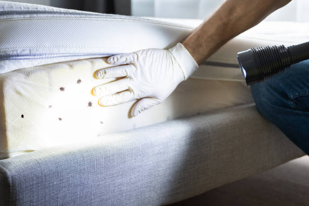 Best Local Pest Control Services  in Moore Haven, FL